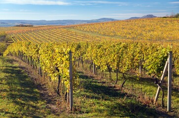 Obraz premium vineyard, autumn in the vineyards and Pavlov hils