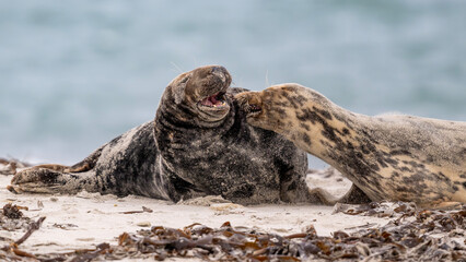 Kampf zwischen Kegelrobbenweibchen und Bulle am Strand von Helgoland