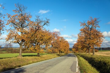 Naklejka premium cherri trees alley, autumnal colored view