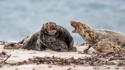 Kampf zwischen Kegelrobbenweibchen und Bulle am Strand von Helgoland