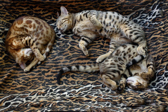 3 leopard Cats