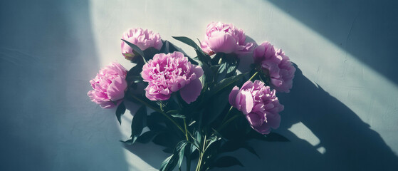 Fototapeta premium Freshly opened peonies basking in bright sunlight capturing nature's vibrant beauty