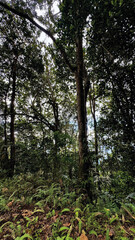 Fototapeta premium trees in the forest