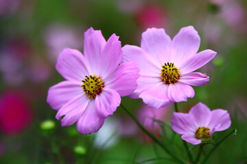 Obraz premium コスモス