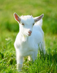 Obraz premium White little goat in sunny green meadow. Farm animal.