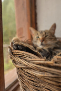 A domestic cat resting in a basket blured face
