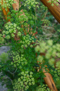 Tiny Green Flowers in Bloom