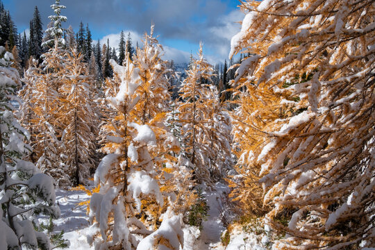Fresh snowfall on larch trees - Powered by Adobe
