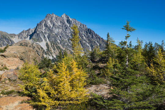 View of autumn larch and Mt. Stuart