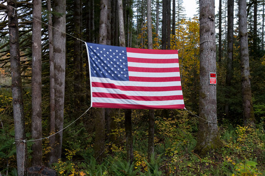 American flag hanging from evergreen trees