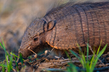 Armadillo in Pampas countryside environment, La Pampa Province, Argentina.