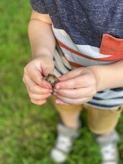 Child Gently Holding a Small Backyard Toad in Their Hands, Standing Outside a Grass Lawn.