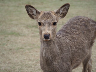 Curious Sika deer in Nara Park, Japan, gazing gently at the camera in its peaceful natural habitat.