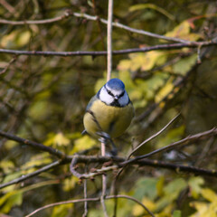 Blue tit on tree branch