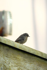 Black redstart on fence
