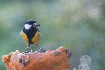 Great tit on a pumpkin with bokeh background