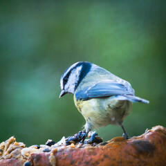 Blue tit on a pumpkin with blurred background