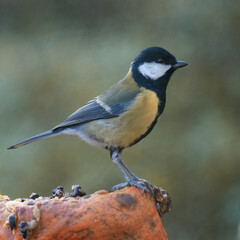 Great tit on a pumpkin with blurred background