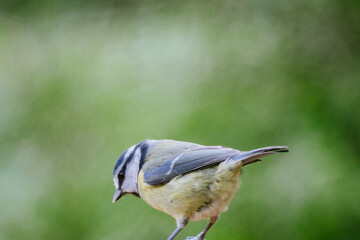Blue tit with blurred background