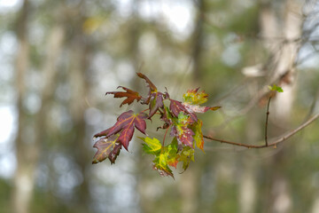 Autumn leaves on a branch changing colors in the forest