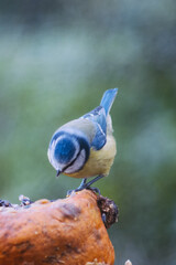 Blue tit on a pumpkin with blurred background