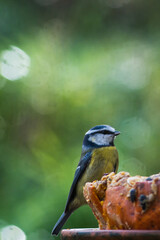 Blue tit on a pumpkin with bokeh background