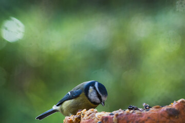 Blue tit on a pumpkin with bokeh background
