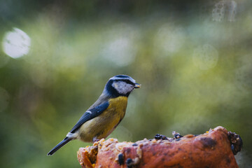 Blue tit on a pumpkin with bokeh background