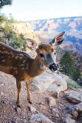 Fototapeta premium A deer stands on top of a rocky hillside, looking out at the landscape