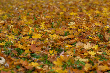 Golden autumn leaves blanket the ground a carpet of warm colors