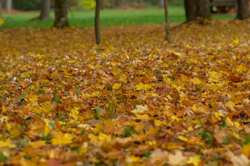 Golden autumn leaves carpet the ground a serene autumn scene