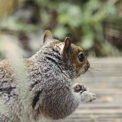 Squirrel in the garden