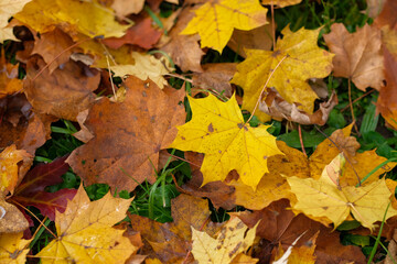 Autumn leaves scattered on the ground Golden and brown hues dominate the scene creating a beautiful fall backdrop