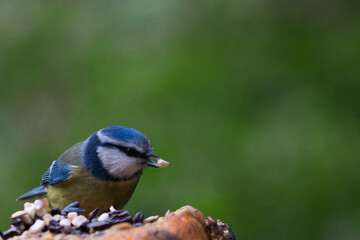 Blue tit on a pumpkin with blurred background