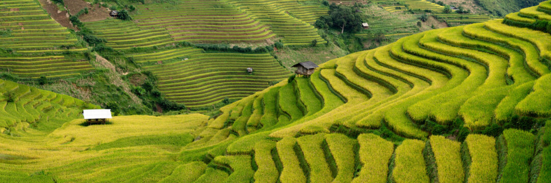 Green Mu Cang Chai Rice Terraces Vietnam