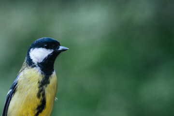 Great tit with blurred background