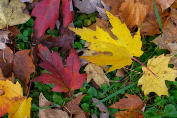 Autumn leaves on the ground in various colors
