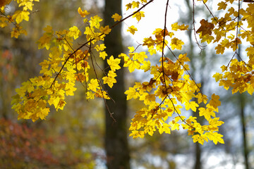 Golden autumn leaves on branches bathed in sunlight