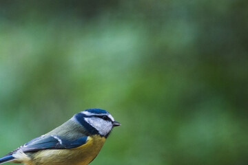 Blue tit with blurred background