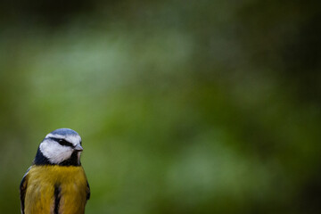 Blue tit with blurred background