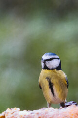 Blue tit with blurred background