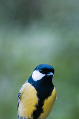 Great tit with blurred background