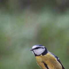 Blue tit with blurred background