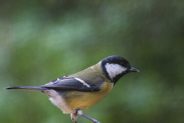 Great tit with blurred background
