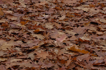 Fallen autumn leaves blanket the ground Rich browns and oranges create a textured natural scene