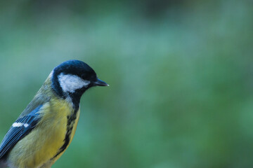 Great tit with blurred background