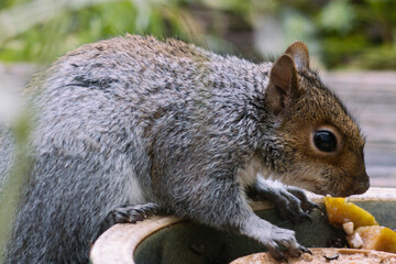 Squirrel in the garden