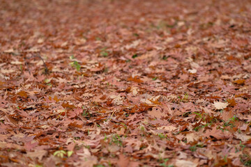 Autumn leaves blanket the ground creating a warm earthy texture