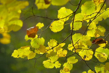 Golden autumn leaves on a branch bathed in sunlight