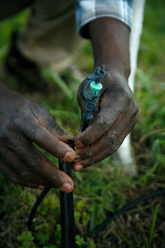 A farmer installing irrigation equipment for a crop. 